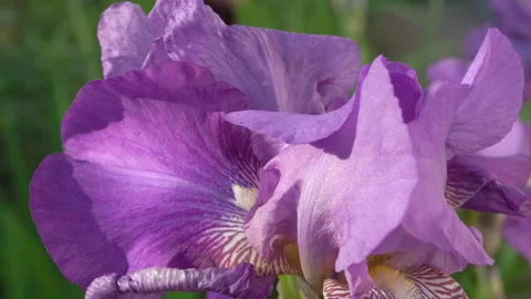 German irises high definition Stock Footage 232128994