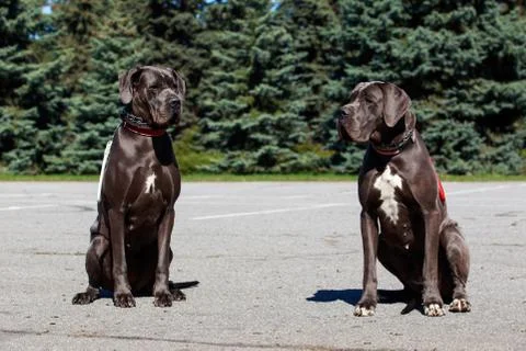 The german mastiff Photos