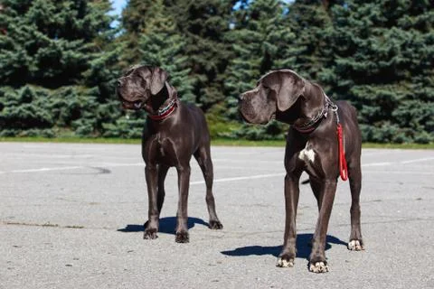 The german mastiff Stock Photos
