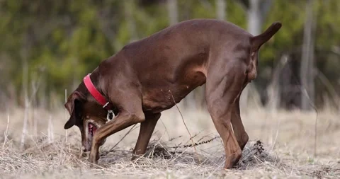 German pointer brown dog smeilling track and digging ground. Searching hunting d Stock Footage 236856071