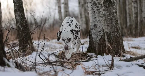 German pointer dog and dalmatian with brown fur and long ears chewing on a woode Stock Footage 263488188