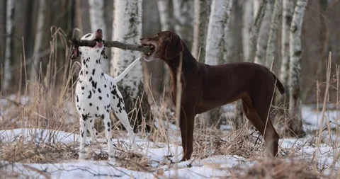 German pointer dog and dalmatian with brown fur and long ears chewing on a woode Stock Footage 263488240
