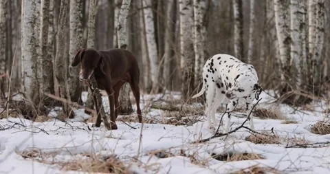 German pointer dog and dalmatian with brown fur and long ears chewing on a woode Stock Footage 263488623