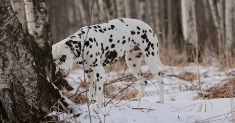 German pointer dog and dalmatian with brown fur and long ears chewing on a woode Stock Footage 263489146