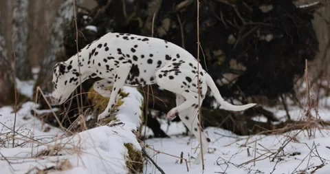 German pointer dog and dalmatian with brown fur and long ears chewing on a woode Stock Footage 263489221