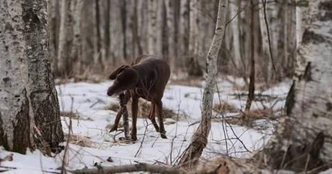 German pointer dog with brown fur and long ears chewing on a wooden stick in for Stock Footage 263487836