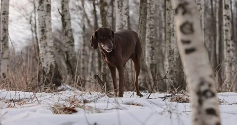 German pointer dog with brown fur and long ears chewing on a wooden stick in for Stock Footage 263489093
