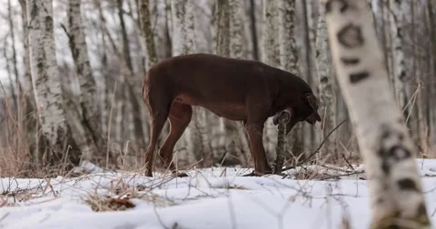 German pointer dog with brown fur and long ears chewing on a wooden stick in for Stock Footage 263489144
