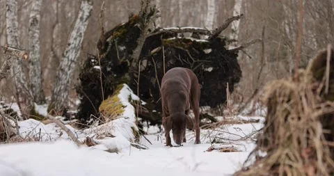 German pointer dog with brown fur and long ears chewing on a wooden stick in for Stock Footage 263489147