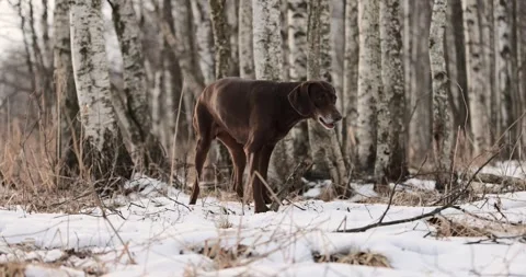 German pointer dog with brown fur and long ears chewing on a wooden stick in for Stock Footage 263489151