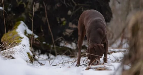 German pointer dog with brown fur and long ears chewing on a wooden stick in for Stock Footage 263489262