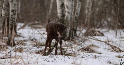 German pointer dog with brown fur and long ears chewing on a wooden stick in for Stock Footage 263489263
