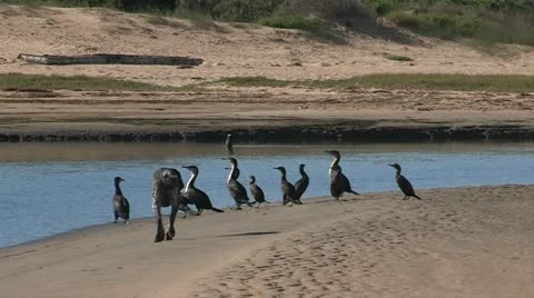 German Pointer dog chasing a flock of cormorants Stock Footage 11133025