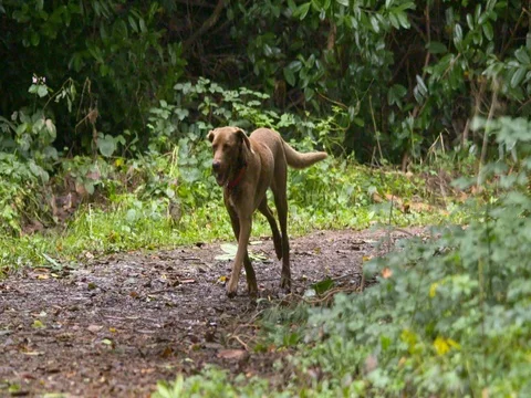 German Pointer dog on forest path slow motion Stock Footage 82094157