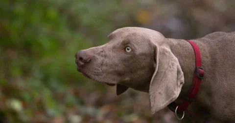 German Pointer dog head close up forest Stock Footage 82093908