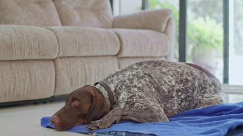 German pointer dog sitting inside a house 스톡 동영상 95239650