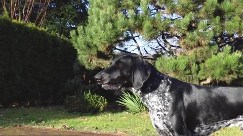 German pointer in the garden guarding the property Stock Footage 145986862