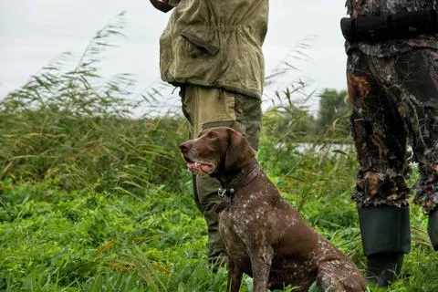 German pointer hunting German pointer and closeup of two man at hunting Co... Stock Photos