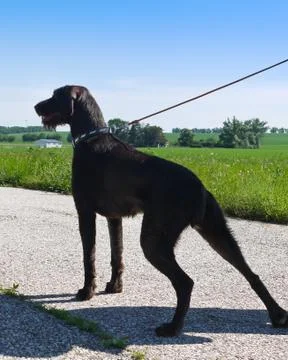 German pointer Stock Photos