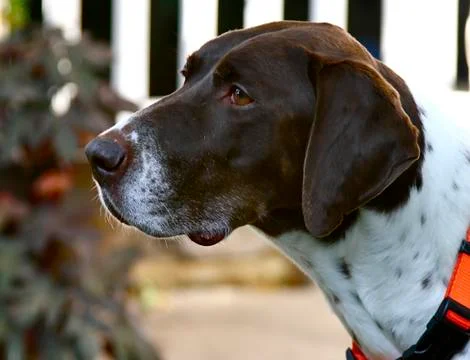 German Pointer Fotos Stock