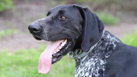 German pointer portrait, tired dog resting in the garden Stock Footage 138390217