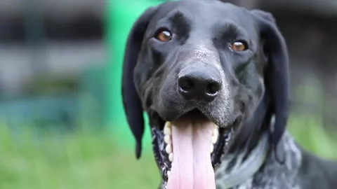 German pointer portrait, tired dog resting in the garden Stock Footage 138390242