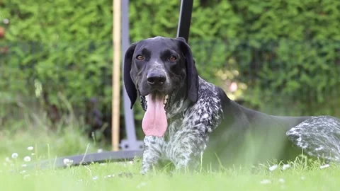 German pointer resting in the garden Stock Footage 138390227