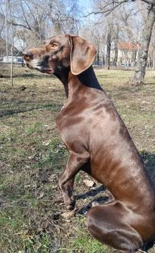 German pointer sitting in the natural park Stock Photos