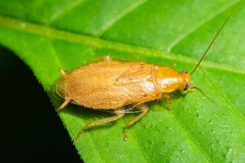 German roach macro on leaf Stock Photos