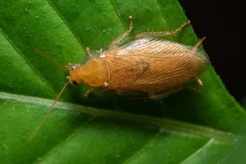 German roach macro on leaf Stock Photos