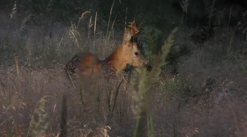 German Roe deer fighting a tree Stock Footage 55038326
