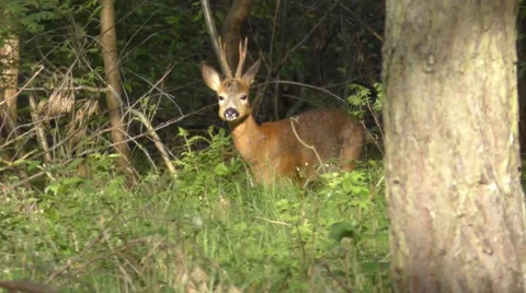 German Roe Deer head caught in first morning light Stock Footage 55038309