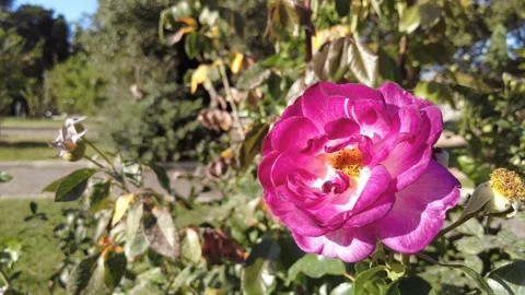 German rose flower close up,vibrant magenta purple blooming petals Stock Footage 344806683