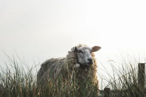 German sheep standing in high grass on Sylt island. One sheep Stock Photos