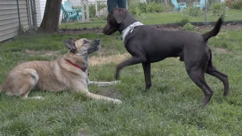German Shepard and Chocolate Lab Playing Stock Footage 212779793