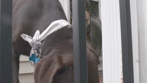 German Shepard and Chocolate Lab Drinking Water Stock Footage 212779868
