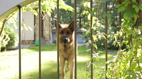 German Shepard Barking Vídeos de archivo 68197269