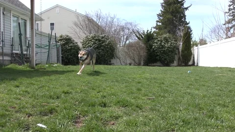 German Shepard Chasing Ball Stock Footage 180180460