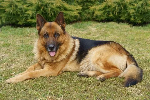 German Shepard lay down on the grass Stock Photos