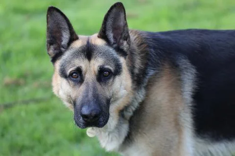 German Shepard looking at the camera Stock-Fotos