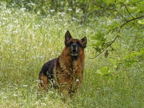 German Shepard in a meadow Foto stock