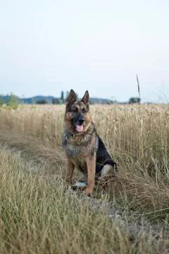 German shepard Stock Photos