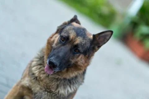 German shepard Stock Photos