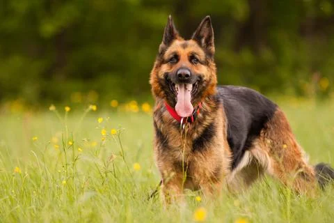 German shepard Stock Photos