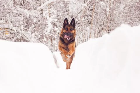 German shepard Stock Photos
