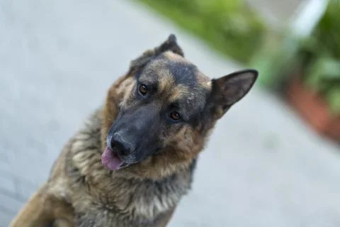 German shepard Stock Photos