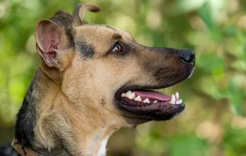 German Shepard Stock Photos