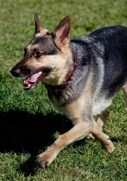 German Shepard Stock Photos