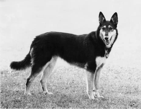 German Shepard Foto stock