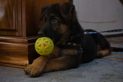A German Shepard puppy with a ball Stock Photos